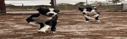 Border Collie dogs for sale: ONE REMAINING - Female Border Collie Puppies - Advert 4
