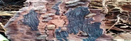 Isopods invertebrates for sale: Isopods Cubaris Ardentiella Sinodillo Spherillo  in Telford - Advert 21