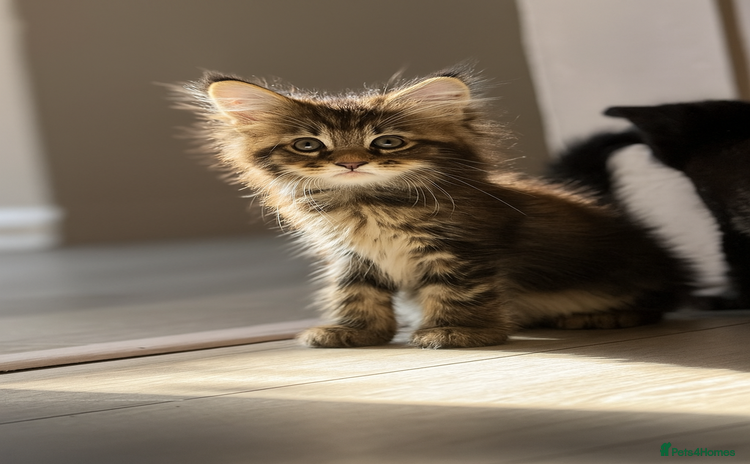 Maine Coon cats - Advert 9