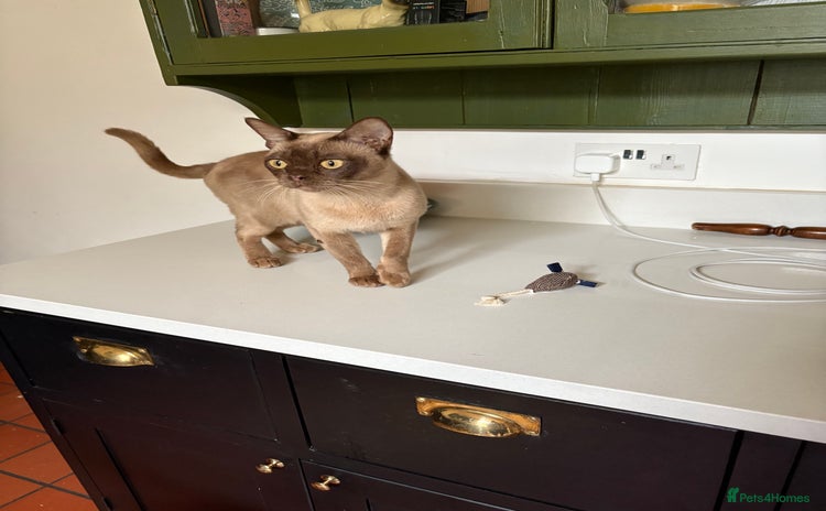 Burmese cats - Advert 1
