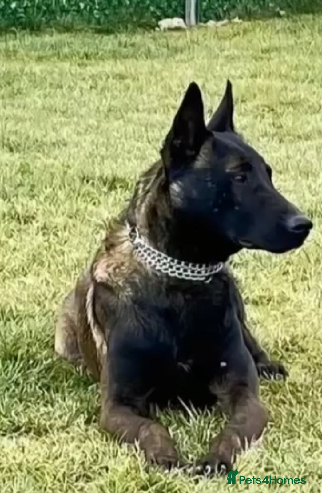 Belgian Shepherd Dog dogs Belgium malinois - Advert 2