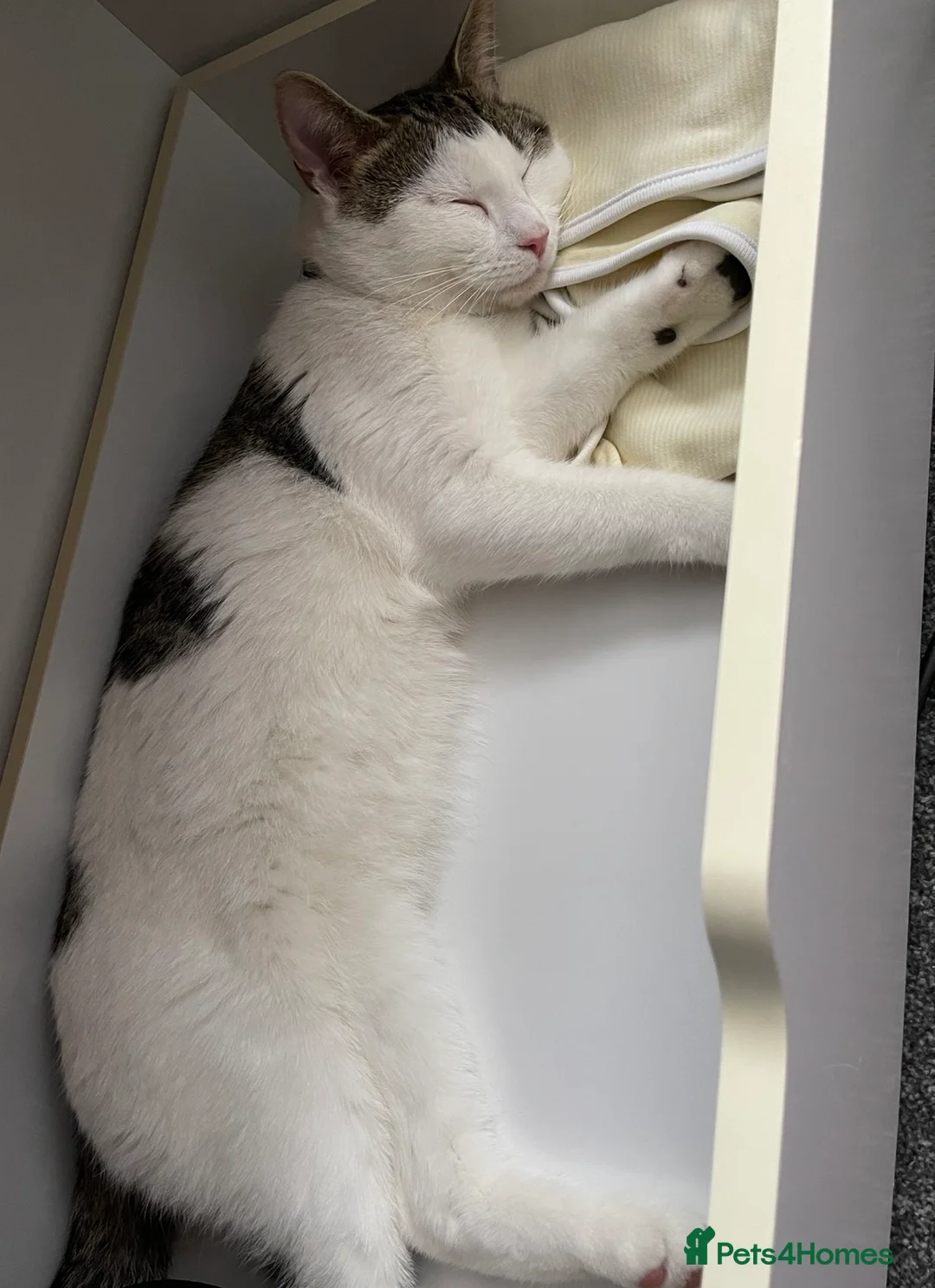 Mixed Breed cats for sale: Trained, cute and funny male cat, Mylo in Cheadle - Advert 4