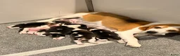 Beagle dogs for sale: Kc Reg Beagle Pups  - Advert 5