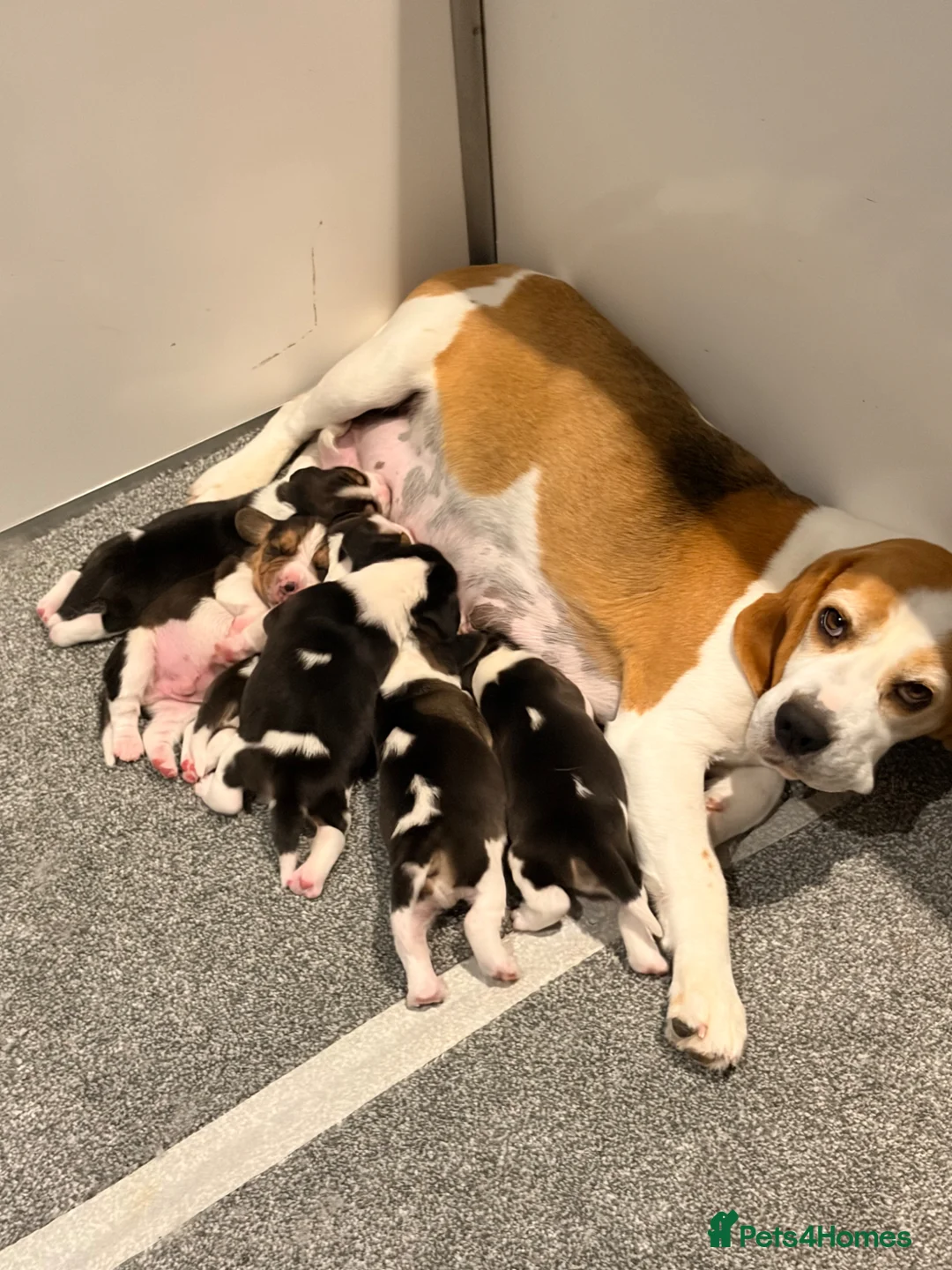 Beagle dogs for sale: Kc Reg Beagle Pups  - Advert 5