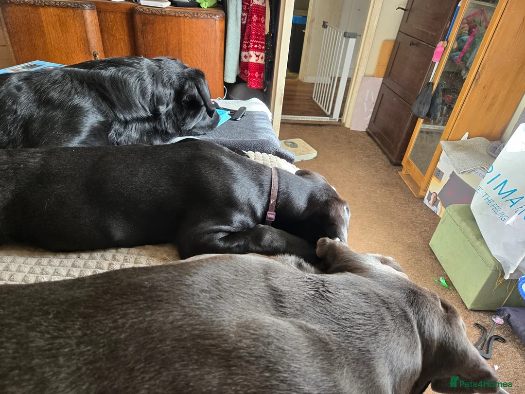 Mixed Breed dogs for sale: ONLY 2 LEFT Labrador X Cane Corso Puppies - Advert 2