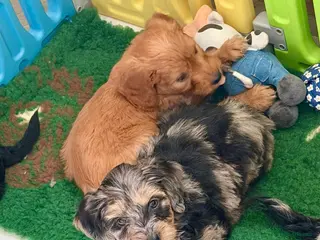 Mini Goldendoodle dogs Ready now health tested F1 goldendoodle puppies - Advert 5