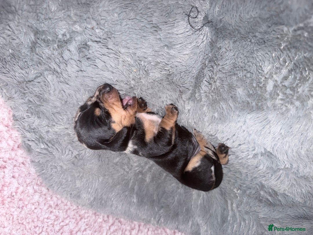 Miniature Dachshund dogs for sale: Stunning kc reg miniature dachshund puppies - Advert 9