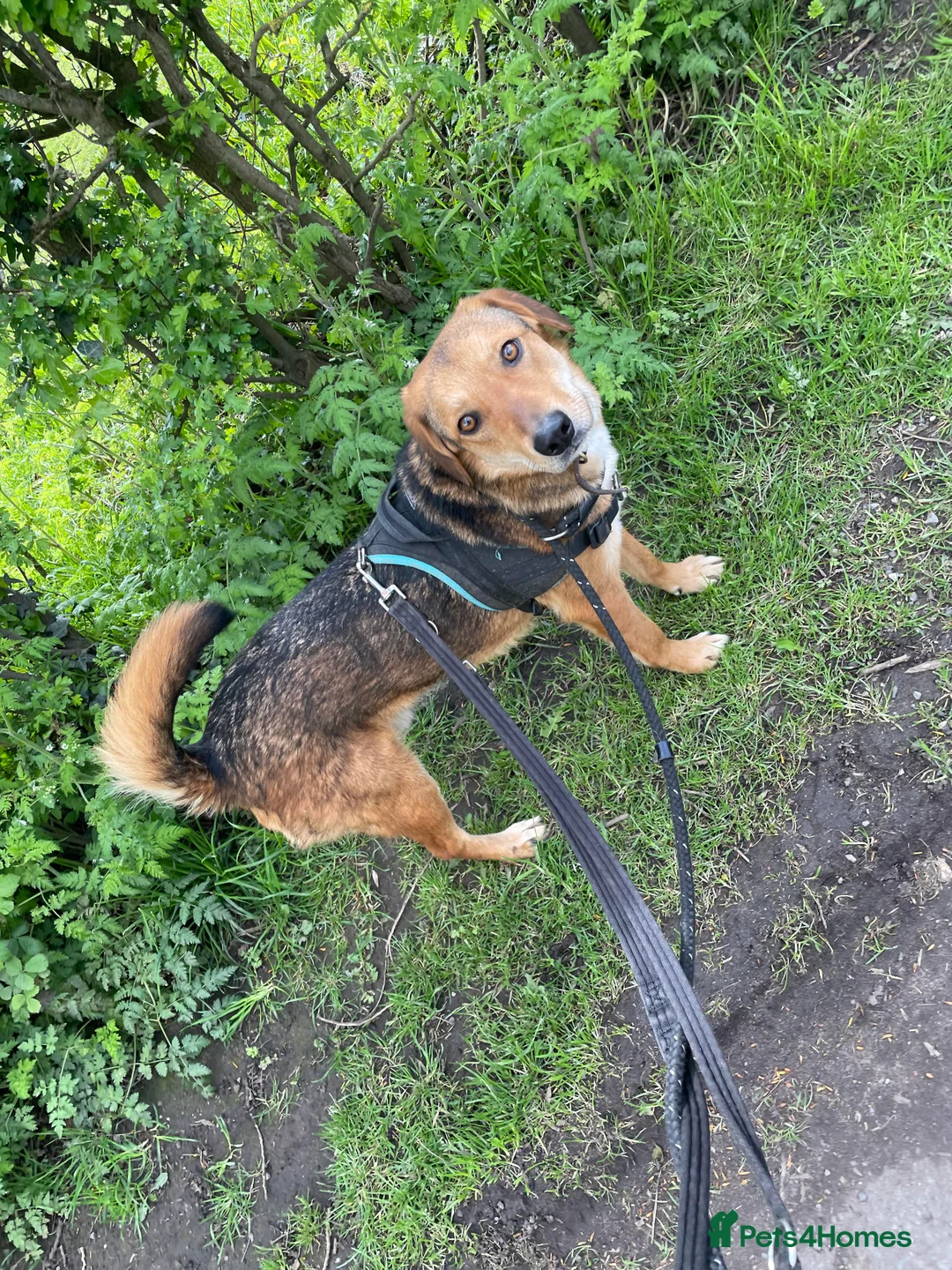 Mixed Breed dogs for adoption: Meet Shiloh, currently residing in Cheshire  in Nantwich - Advert 6