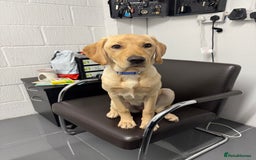 Labrador Retriever dogs for sale: Cream Labrador Retriever Puppy  - Image 11