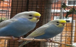 Budgerigars birds for sale: Adorable budgies available babies and adult  - Image 3