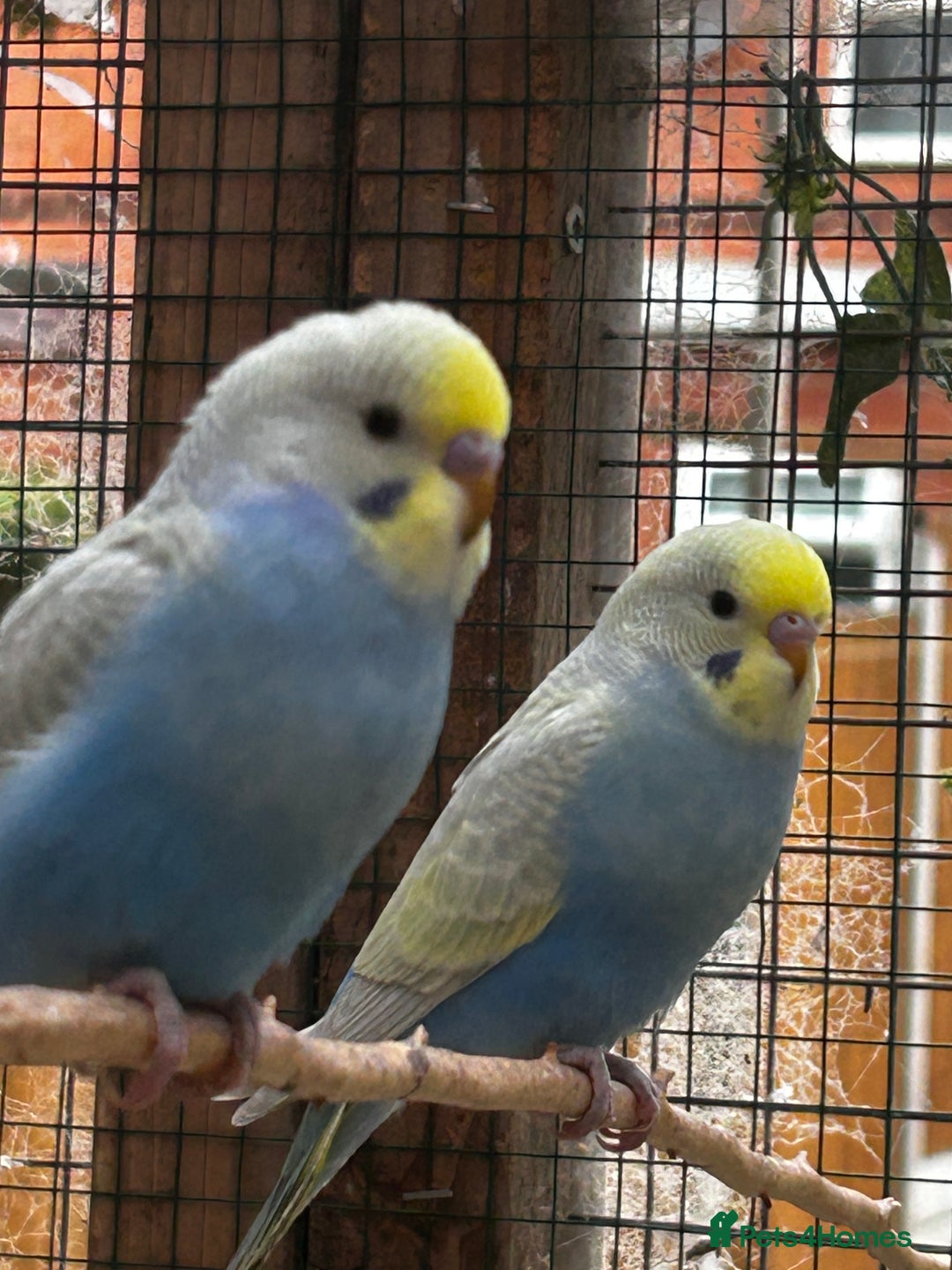 Budgerigars birds for sale: Adorable budgies available babies and adult  - Image 3