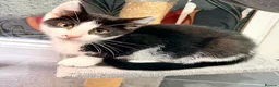 Mixed Breed cats for sale: Kittens for sale - Advert 8