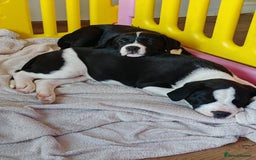 Mixed Breed dogs for sale:  ALL PUPPIES NOW SOLD - Image 18