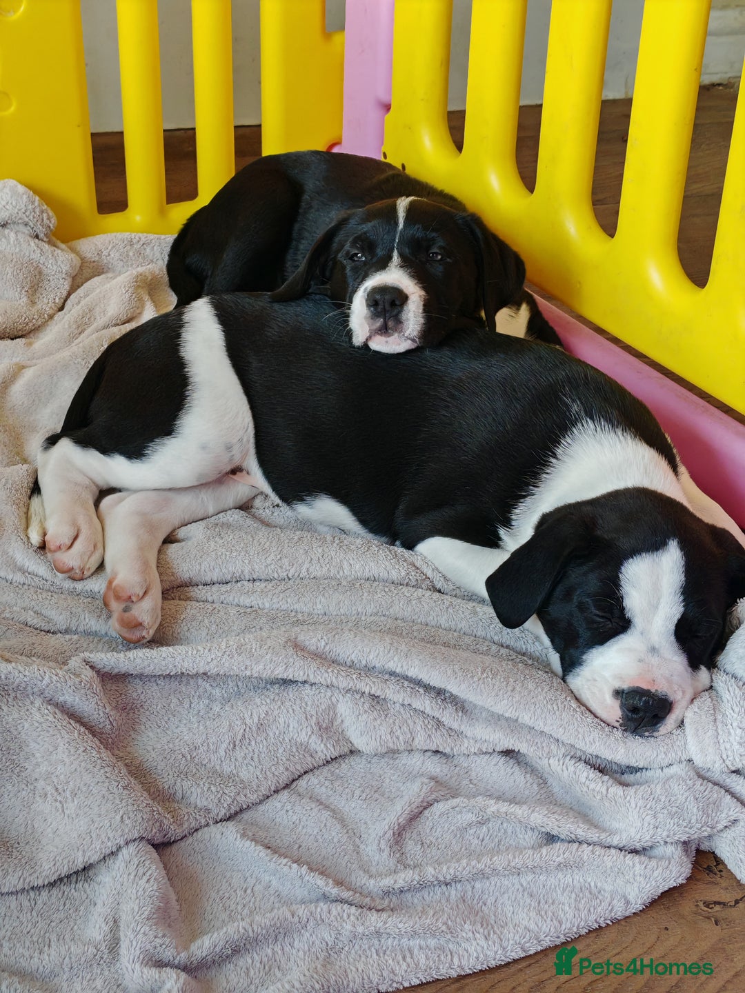 Mixed Breed dogs for sale:  ALL PUPPIES NOW SOLD - Image 18