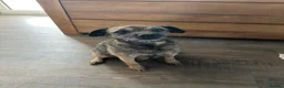 Border Terrier dogs for sale: Beautiful Border Terrier Pups - Advert 1