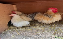 Chickens poultry for sale: Frizzle feather Bantons  - Image 6