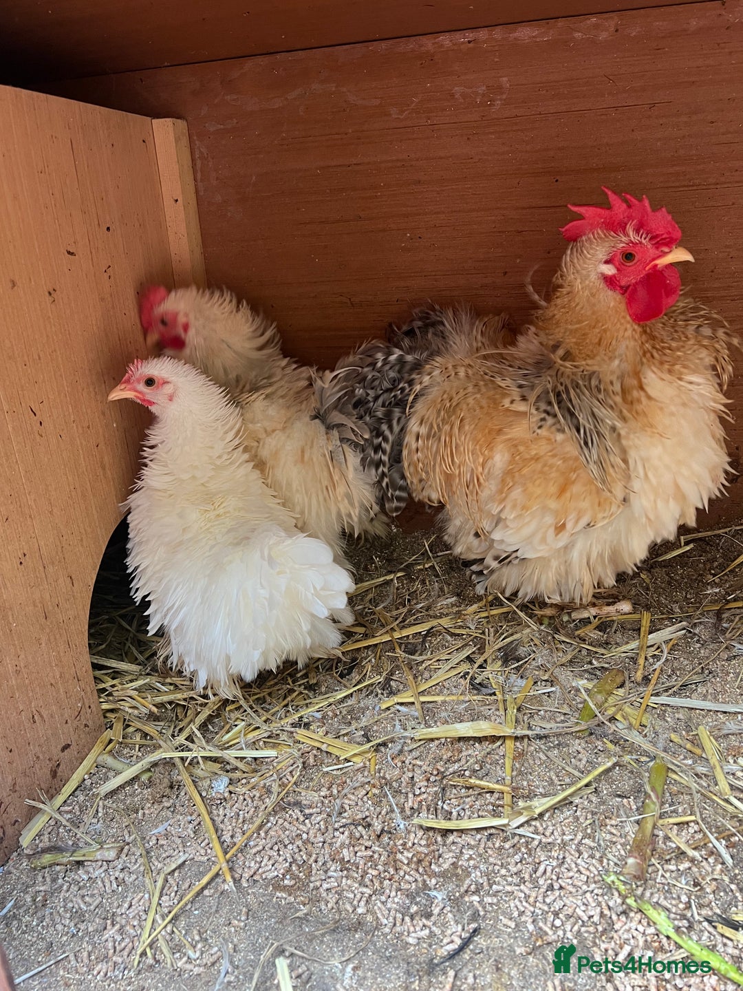 Chickens poultry for sale: Frizzle feather Bantons  - Image 6