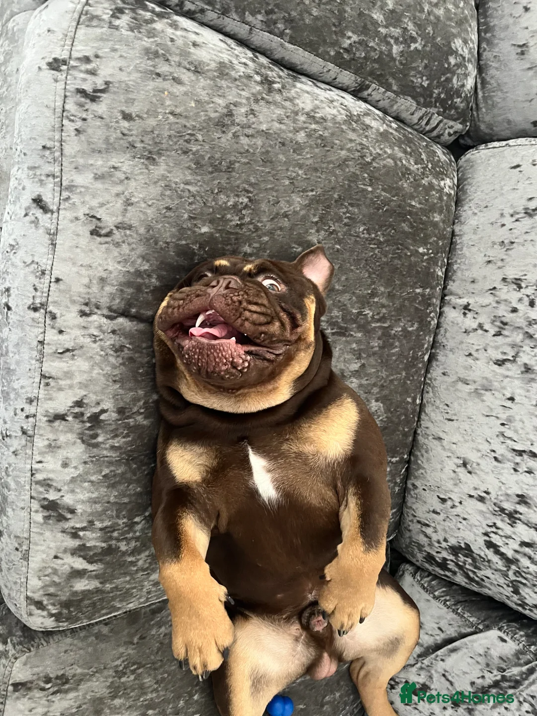 English Bulldog dogs for sale: Loving English Bulldog - Advert 5