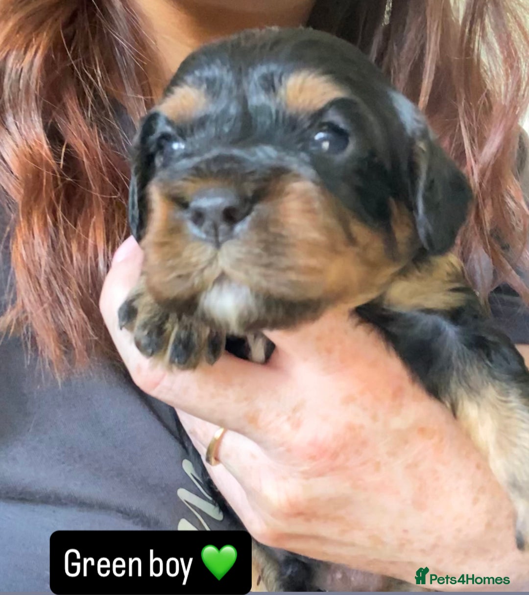 Cavapoo dogs for sale: Beautiful F1 cavapoos phantom 3 girls left 💜💖❤️ - Image 34