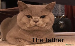 British Shorthair cats for sale: Stunning British Short Hair kitten GCCF/TICA - Image 27