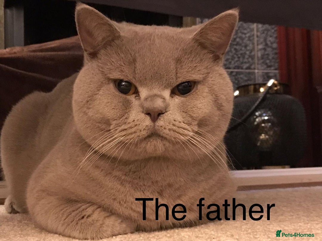 British Shorthair cats for sale: Stunning British Short Hair kitten GCCF/TICA - Image 27