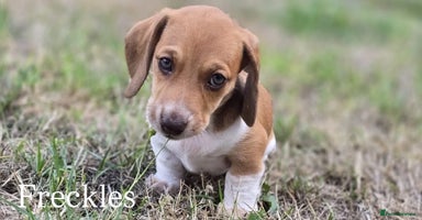 Miniature Dachshund dogs - Advert 8