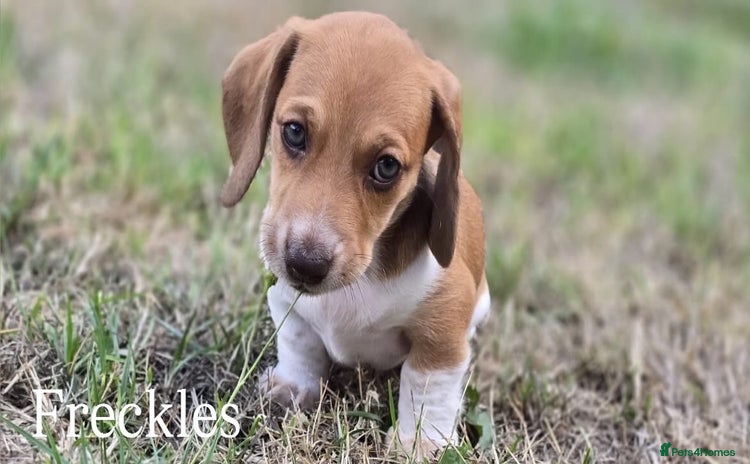 Miniature Dachshund dogs - Advert 12