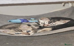 Bengal cats for sale: Rare Bengal babies - Advert 5