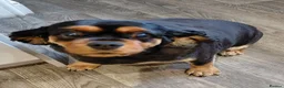 Cavalier King Charles Spaniel dogs for sale: King charles cavalier and cocker spaniel - Advert 4