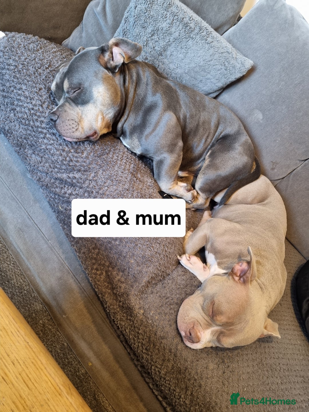 American Bully dogs for sale: Blue & lilac tri pocket bully’s  - Image 20