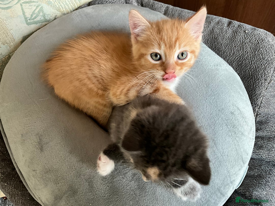 Mixed Breed cats for sale:  Two Adorable Kittens Looking for a Loving Home  - Image 2