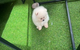Pomeranian dogs for sale: Our little white baby girl - Image 2