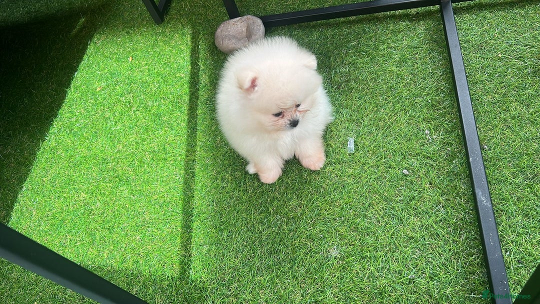 Pomeranian dogs for sale: Our little white baby girl - Image 2
