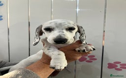 Miniature Dachshund dogs for sale: KC Miniature Smooth Dachshund  - Image 2