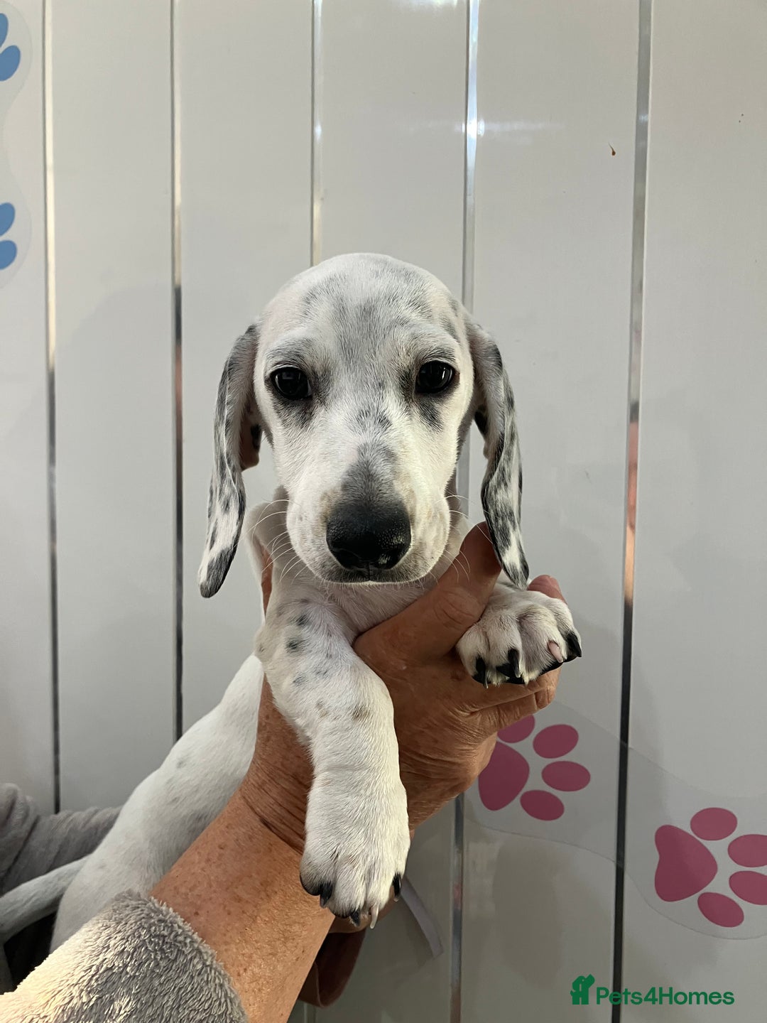 Miniature Dachshund dogs for sale: KC Miniature Smooth Dachshund  - Image 2