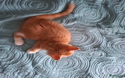 Bombay cats for sale: Two kittens, ginger(male) and black ( female) - Image 2
