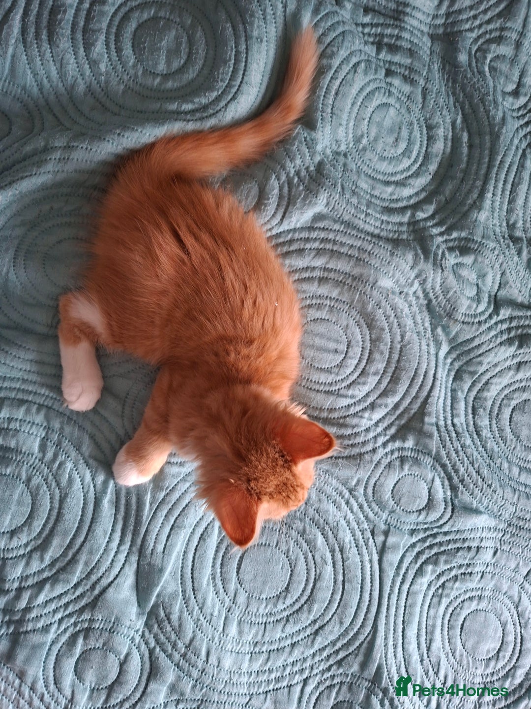 Bombay cats for sale: Two kittens, ginger(male) and black ( female) - Image 2