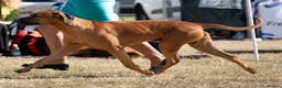 Rhodesian Ridgeback dogs for sale: Nyasharose ridgebacks  - Advert 6