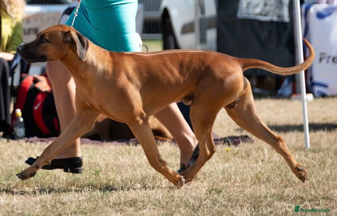 Rhodesian Ridgeback dogs for sale: Nyasharose ridgebacks  - Advert 6