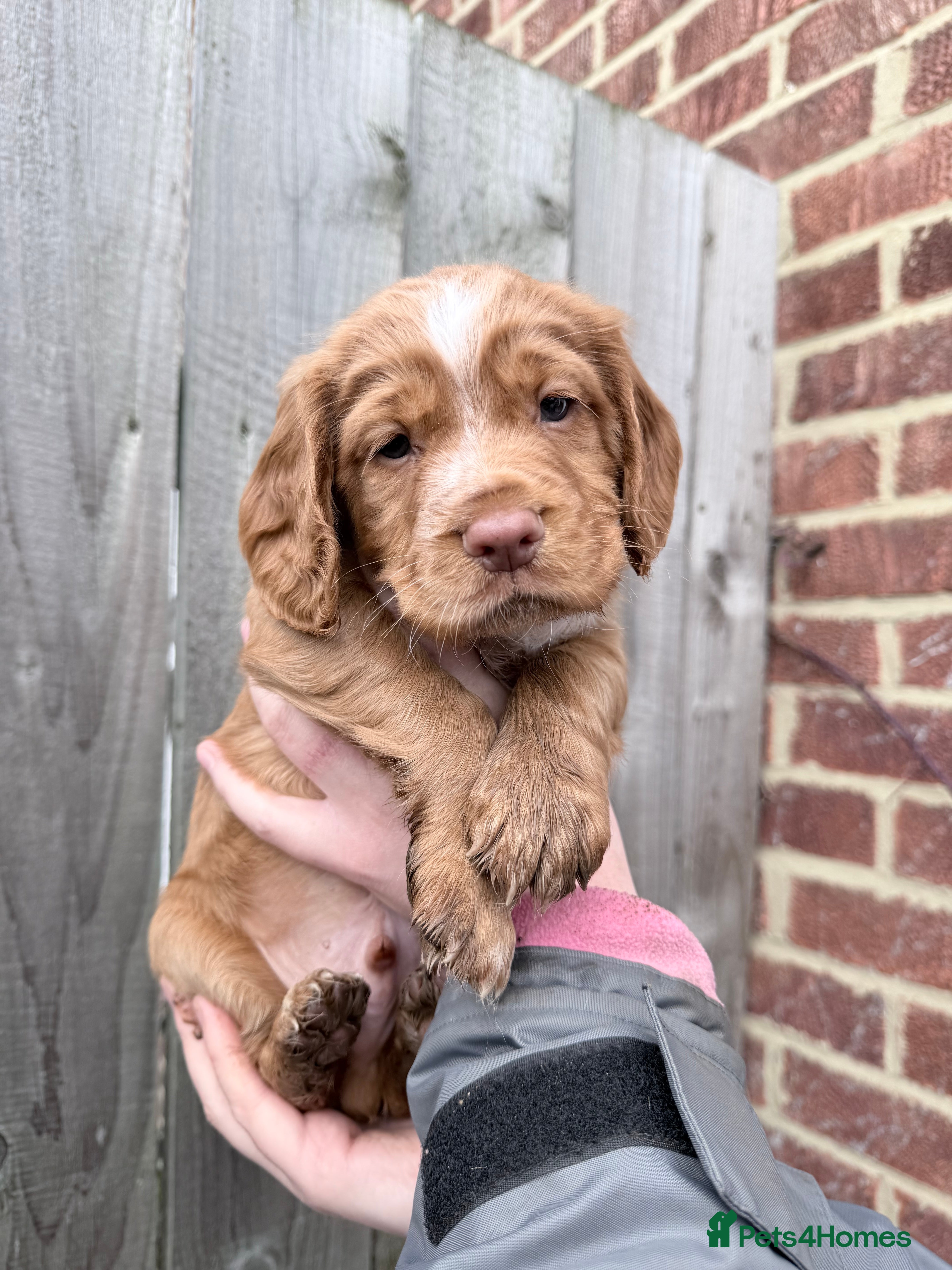 Cocker Spaniel dogs READY NOW!!! Kc registered cocker spaniels - Advert 11