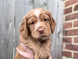 Cocker Spaniel dogs READY NOW!!! Kc registered cocker spaniels - Advert 11