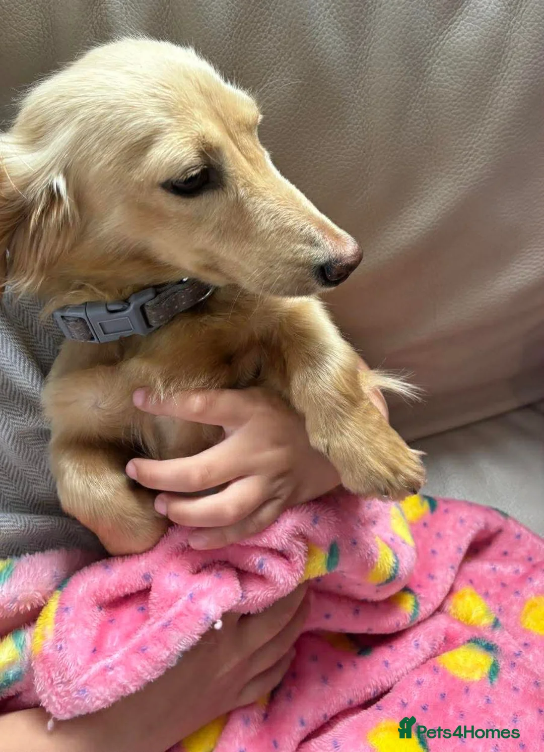 Dachshund dogs for sale: Miniature long-haired dachshund - Advert 2