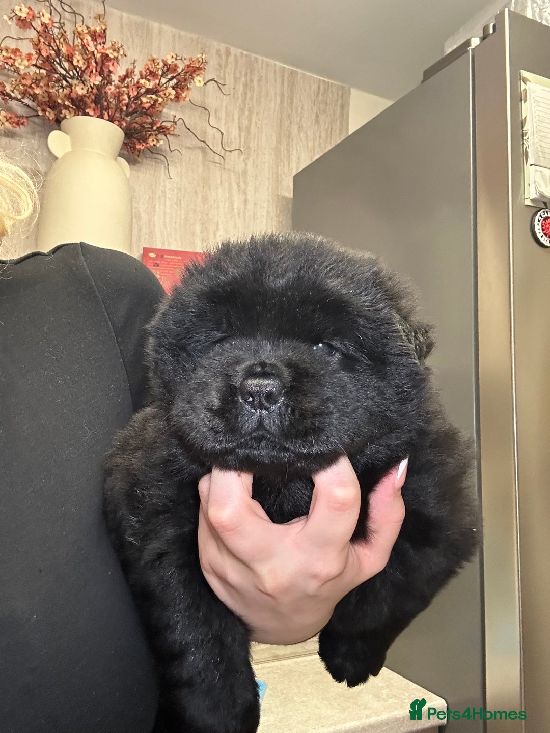 Chow Chow dogs for sale: Merle chow chow  - Advert 3