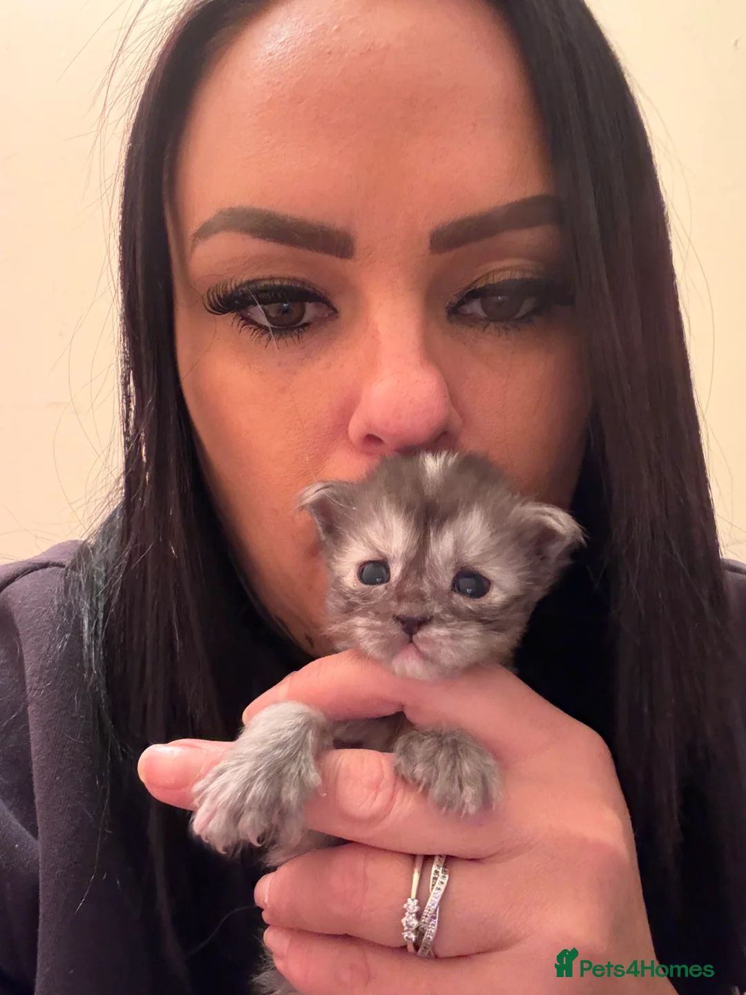 Maine Coon cats for sale: 👑 Stunning pedigree Maine coon kittens 👑  - Advert 9