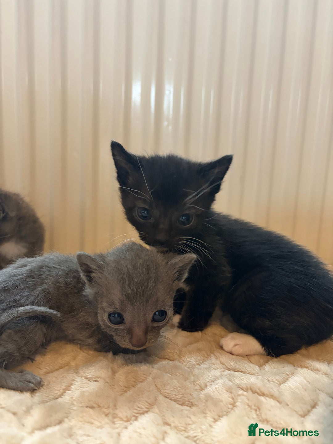 Khao Manee cats for sale: 4 mixed khao manee kittens  - Advert 3