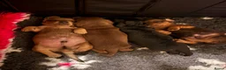 Dachshund dogs for sale: Miniature dachshund puppies  in Kelso - Advert 12