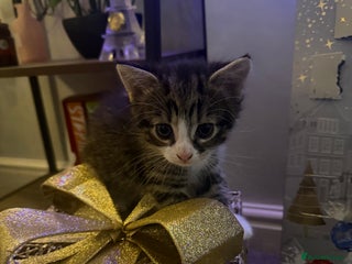 British Shorthair cats Adorable kittens - Advert 2