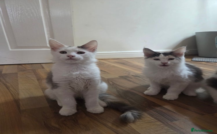Maine Coon cats - Advert 7