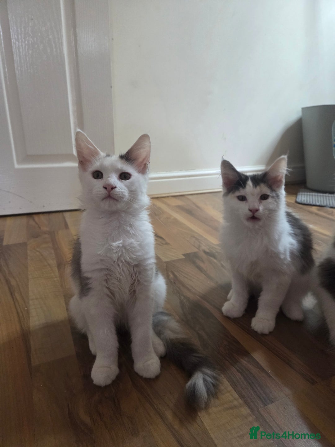 Maine Coon cats for sale: 2 female calicos left - Image 1