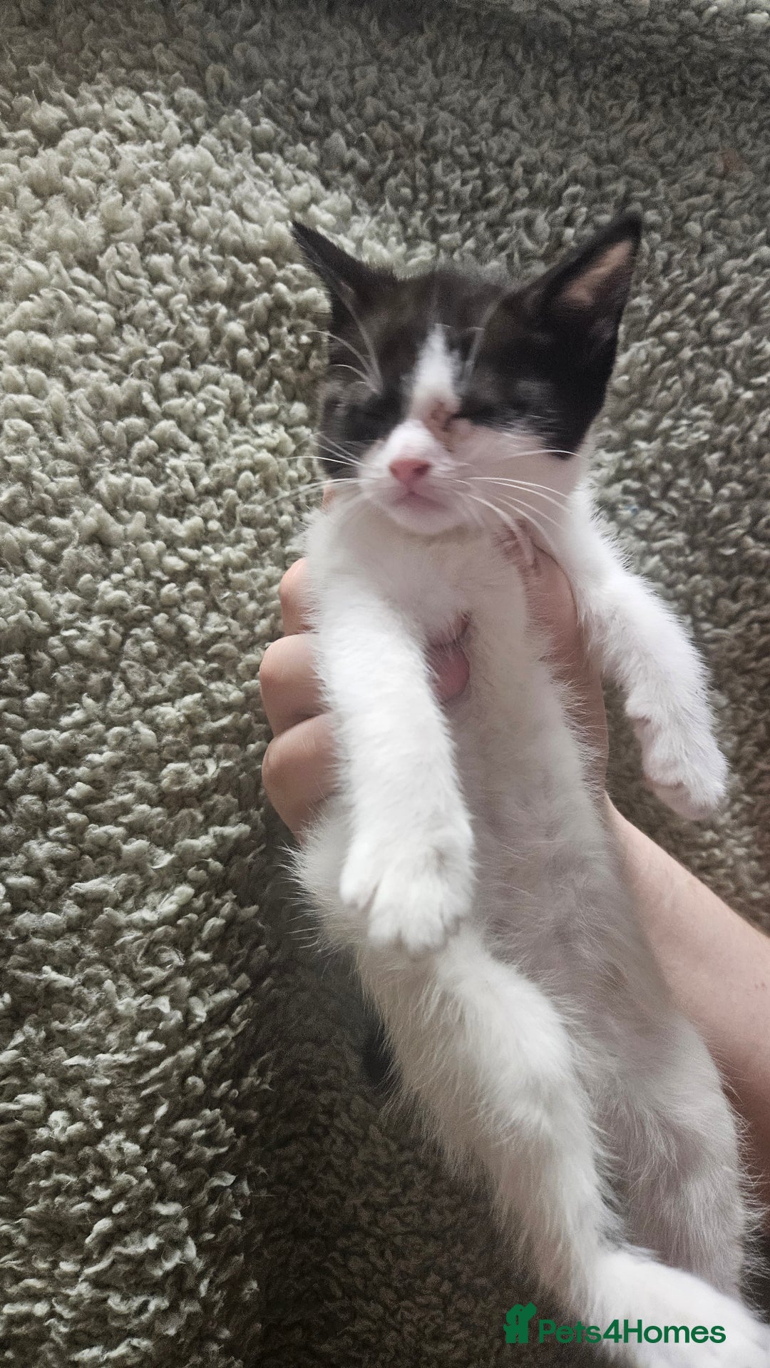 Mixed Breed cats for sale: Kittens  - Advert 13